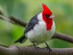 Red-crested Cardinal