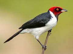 Red-capped Cardinal