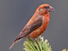Red Crossbill