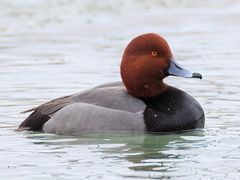 Redhead