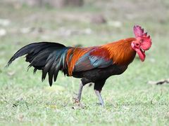 Red Junglefowl