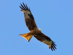 Red Kite