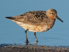 Red Knot
