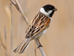 Reed Bunting