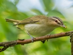 Red-eyed Vireo