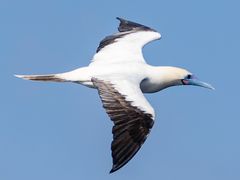 Red-footed Booby