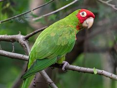 Red-masked Parakeet