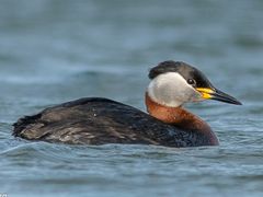 Red-necked Grebe