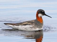 Red-necked Phalarope