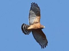 Red-shouldered Hawk