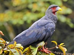Red-throated Caracara