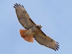 Red-tailed Hawk