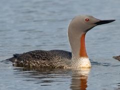 Red-throated Loon