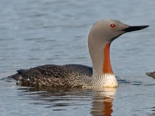Roodkeelduiker