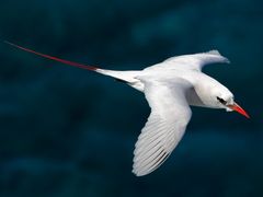 Red-tailed Tropicbird