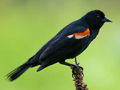 Red-winged Blackbird