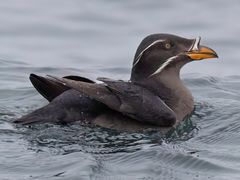 Rhinoceros Auklet
