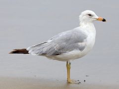 Ring-billed Gull