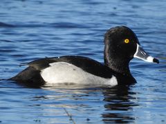 Ring-necked Duck