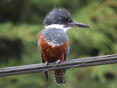 Ringed Kingfisher