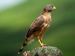 Roadside Hawk