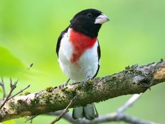 Rose-breasted Grosbeak