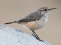Rock Wren