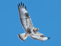 Rough-legged Hawk