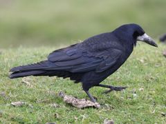 Rook