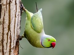 Rose-ringed Parakeet