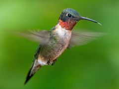 Ruby-throated Hummingbird