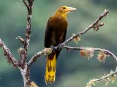 Russet-backed Oropendola