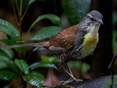 Rusty-belted Tapaculo