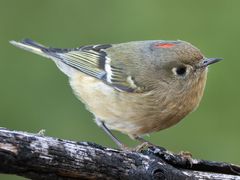 Ruby-crowned Kinglet