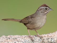 Rufous-crowned Sparrow