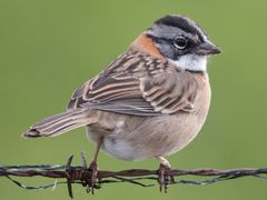 Rufous-collared Sparrow