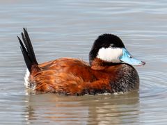 Ruddy Duck