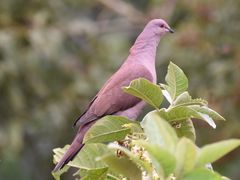 Ruddy Pigeon