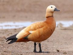 Ruddy Shelduck