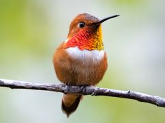 Rufous Hummingbird