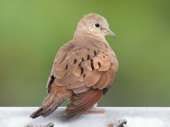 Ruddy Ground Dove