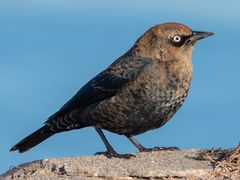 Rusty Blackbird