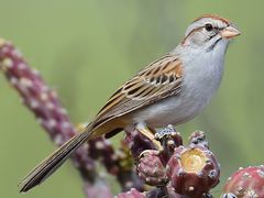 Rufous-winged Sparrow