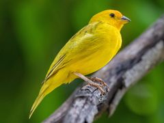 Saffron Finch
