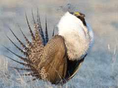 Greater Sage-Grouse