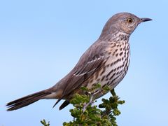 Sage Thrasher