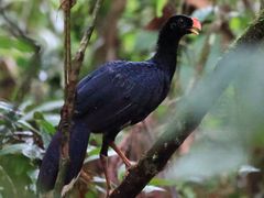 Salvin's Curassow