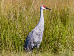 Sandhill Crane