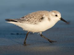Sanderling