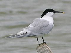 Sandwich Tern